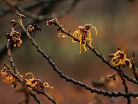 Hamamelis x intermedia 2016 01 23 9105